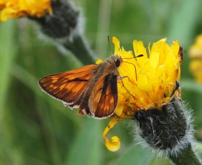 LARGE BROWN SKIPPER.jpg